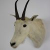 Snow goat