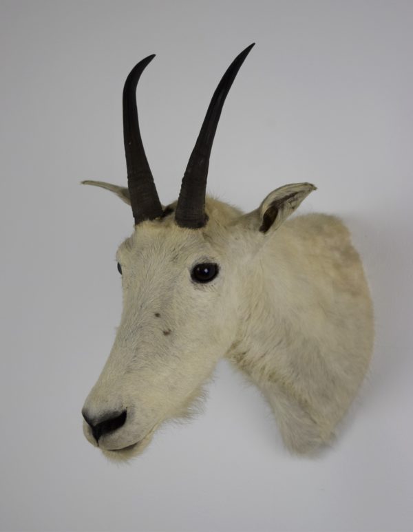 Snow goat