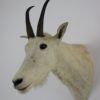 Snow goat