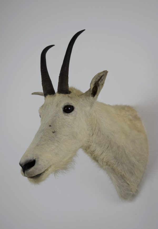 Snow goat