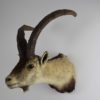 Spanish ibex