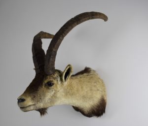 Spanish ibex
