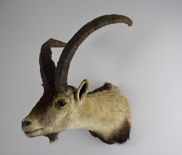 Spanish ibex