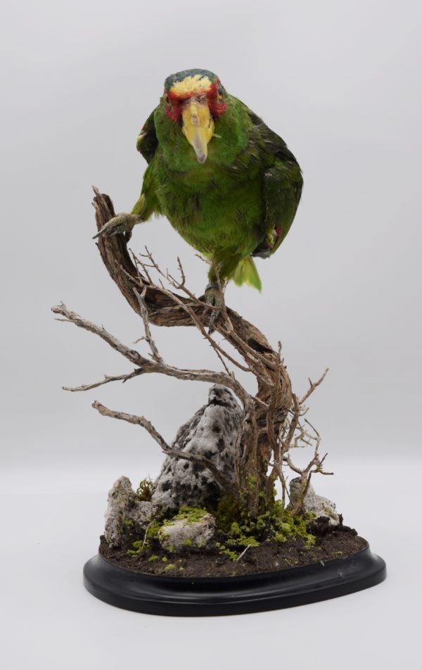 White-fronted amazon parrot