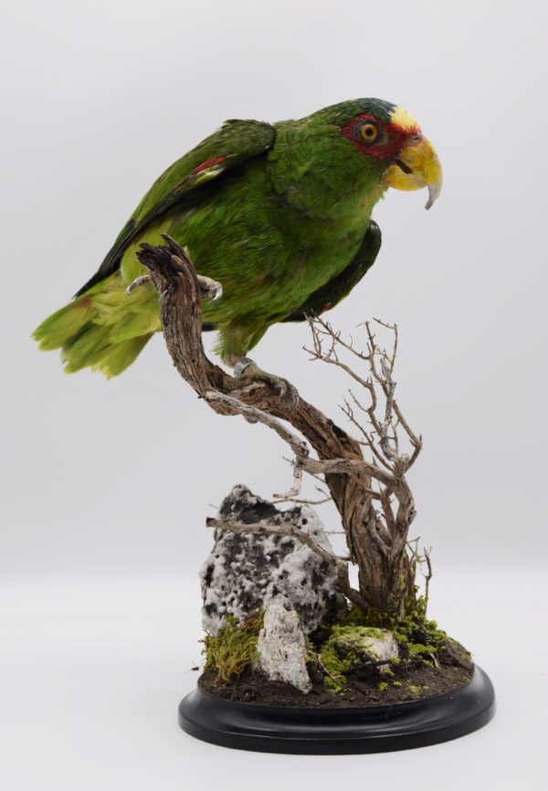 White-fronted amazon parrot taxidermy