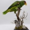 Amazona albifrons for sale