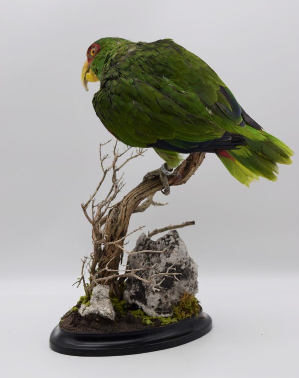White-fronted amazon parrot for sale