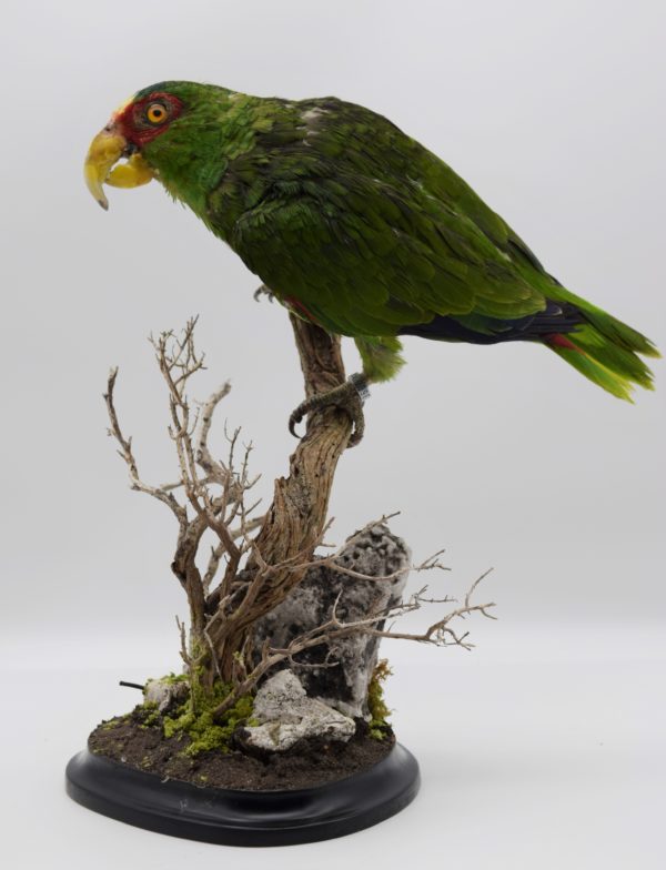 White-fronted amazon parrot for sale