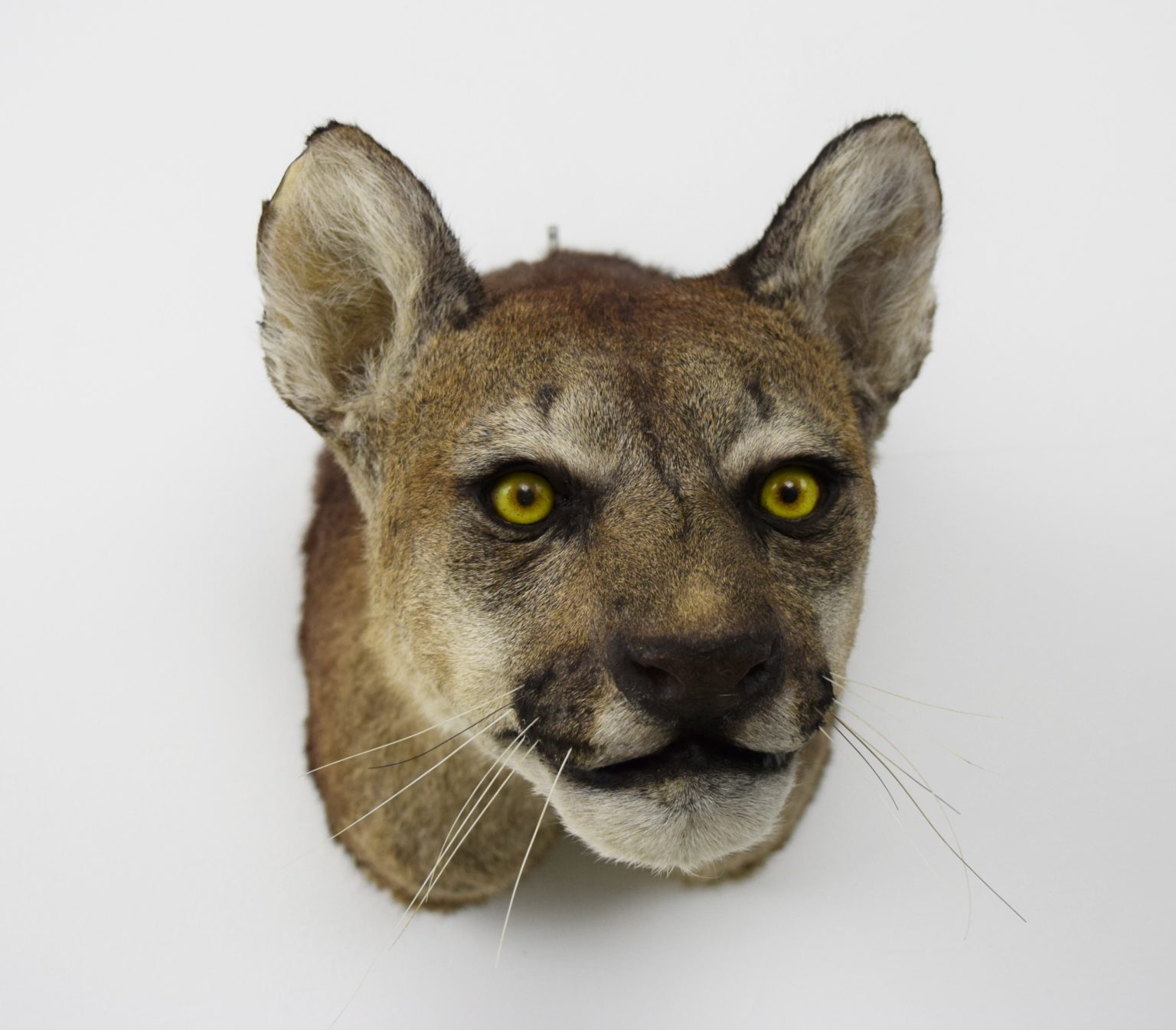 Game Heads and Trophies Bespoke Taxidermy