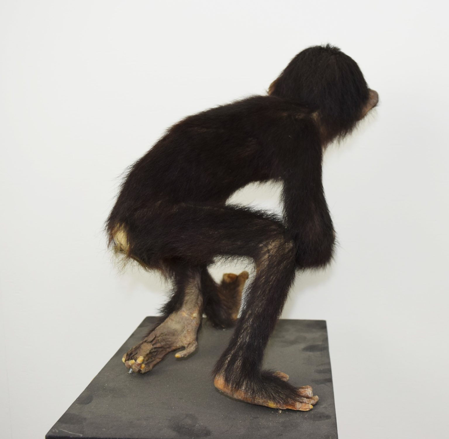 chimpanzee scientific name chimpanzee scientific name