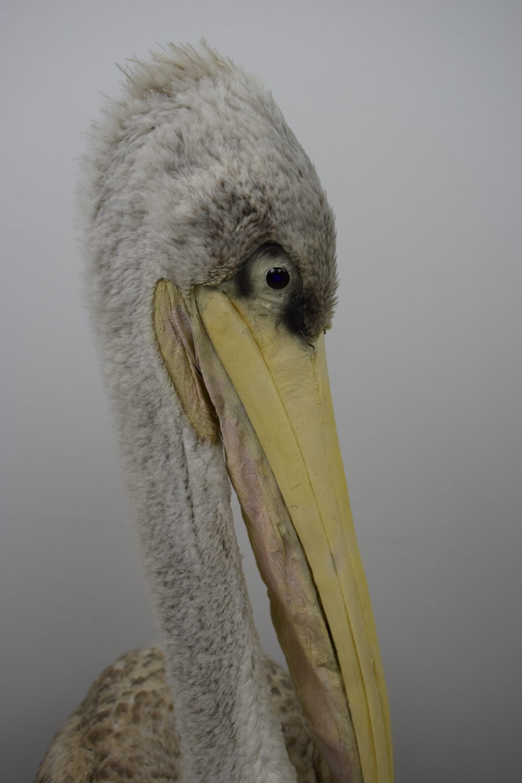 Pink-backed pelican Bespoke Taxidermy
