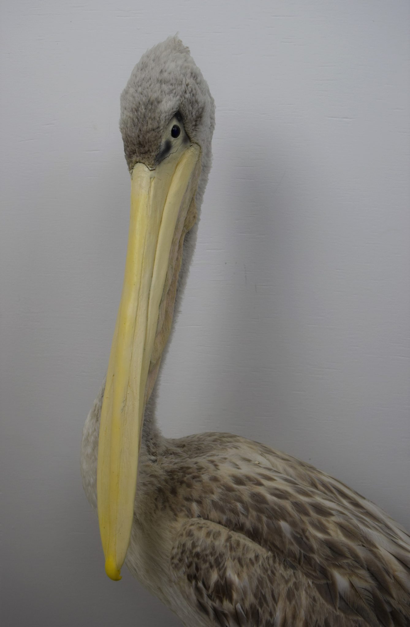 Pink-backed pelican Bespoke Taxidermy