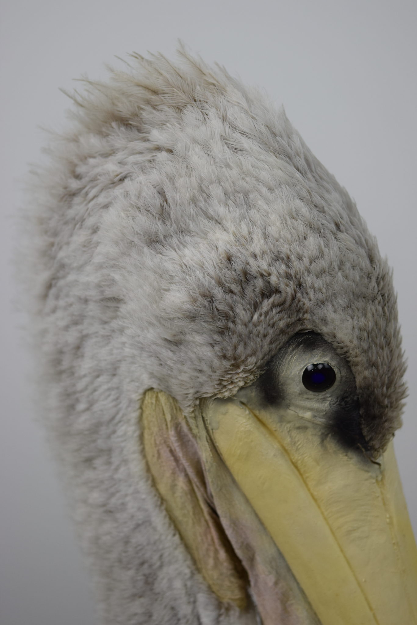 Pink-backed pelican Bespoke Taxidermy