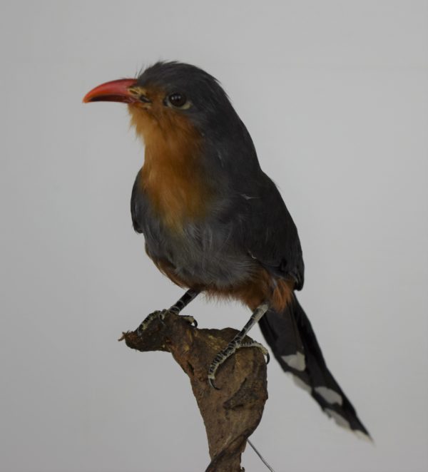 Taxidermy Red-billed malkoha
