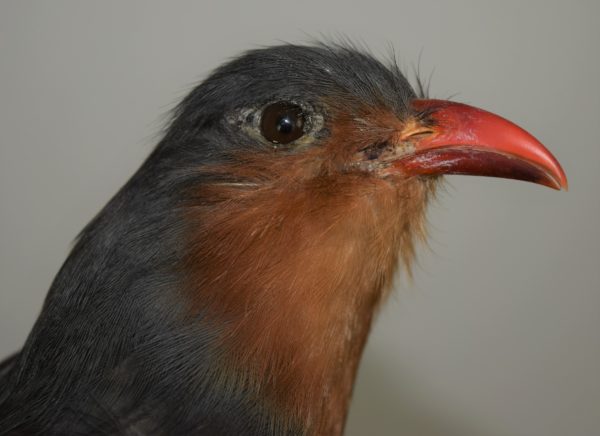 Taxidermy Red-billed malkoha - Image 2