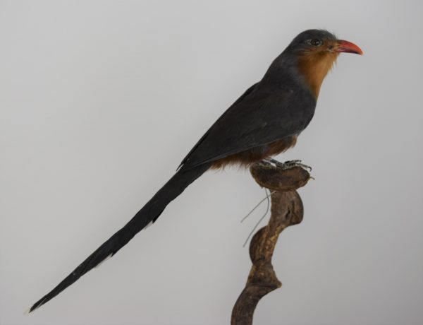 Taxidermy Red-billed malkoha - Image 3