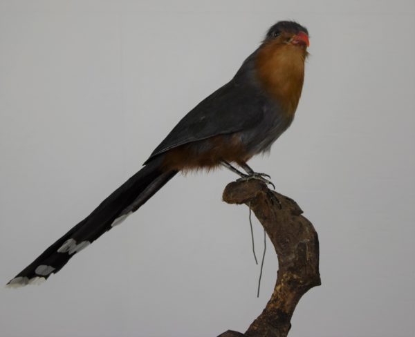 Taxidermy Red-billed malkoha - Image 4