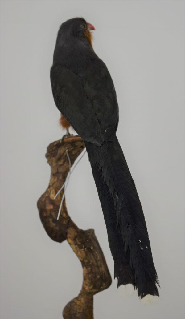 Taxidermy Red-billed malkoha - Image 5