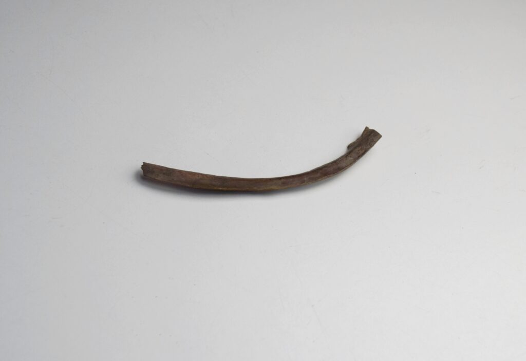 Dodo Rib Bone - Bespoke Taxidermy