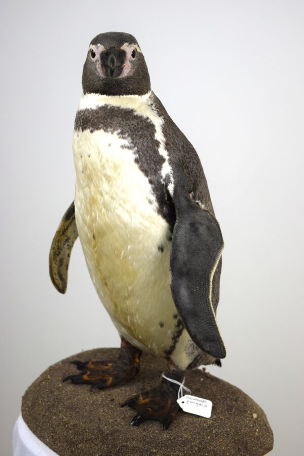 Taxidermy Humboldt Penguin