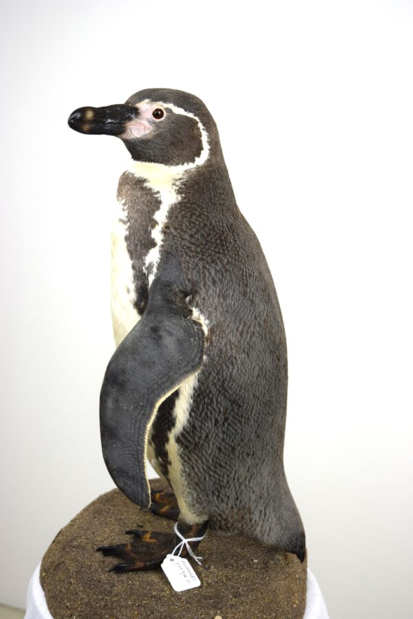 Taxidermy Humboldt Penguin - Image 2
