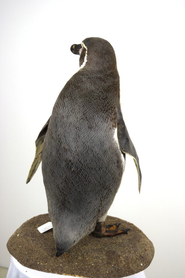 Taxidermy Humboldt Penguin - Image 3