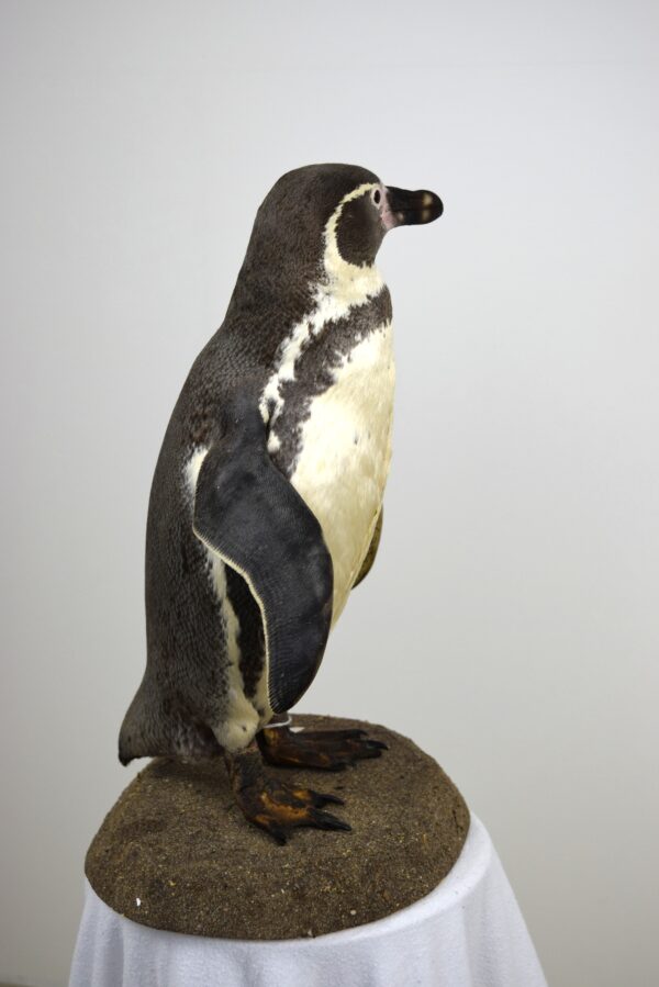 Taxidermy Humboldt Penguin - Image 5