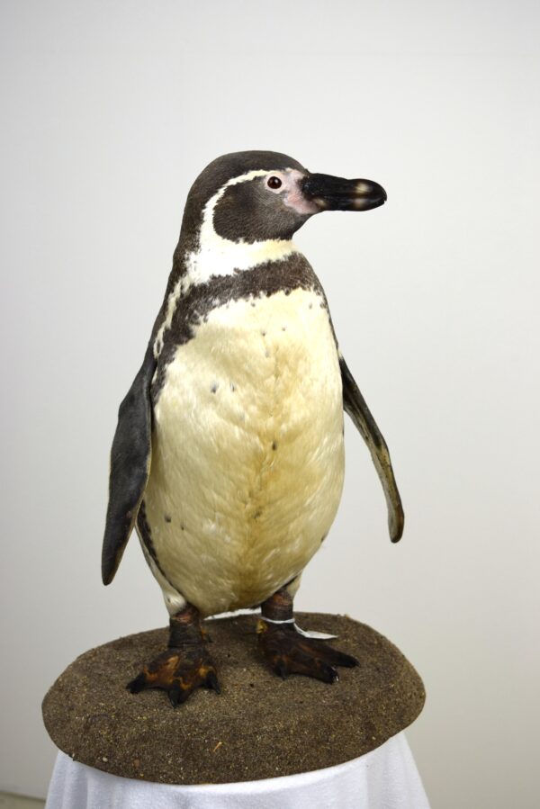 Taxidermy Humboldt Penguin - Image 4
