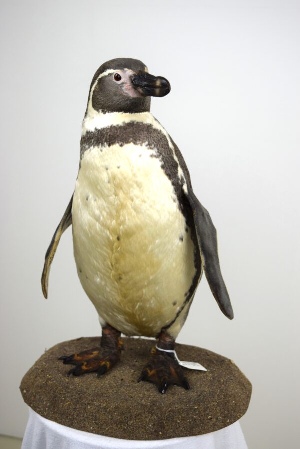 Taxidermy Humboldt Penguin - Image 6