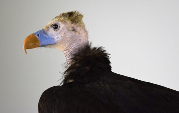Taxidermy White-headed Vulture