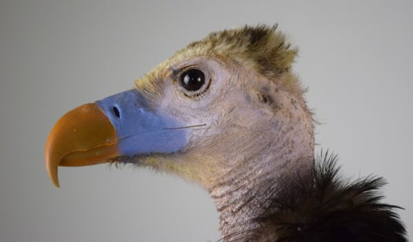 Taxidermy White-headed Vulture - Image 2