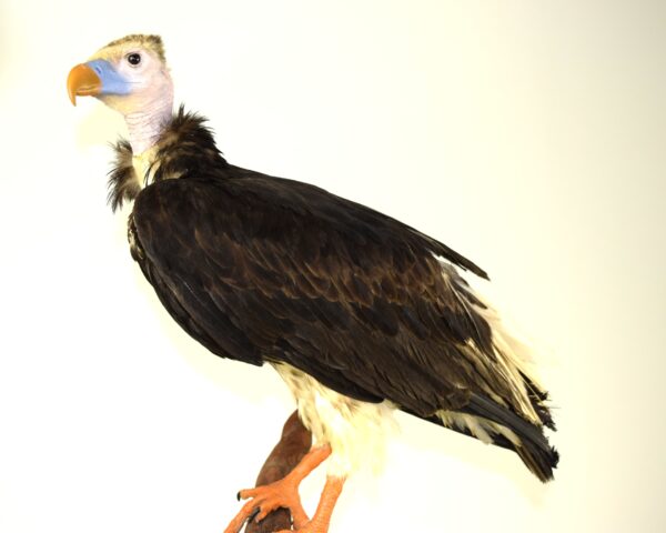 Taxidermy White-headed Vulture - Image 3