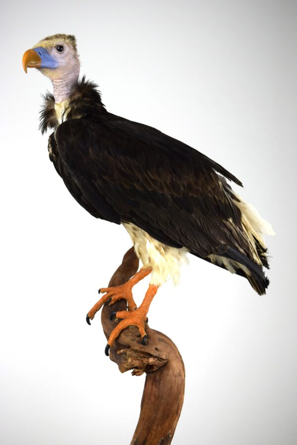 Taxidermy White-headed Vulture - Image 4