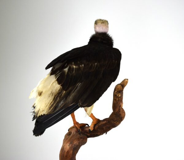 Taxidermy White-headed Vulture - Image 5
