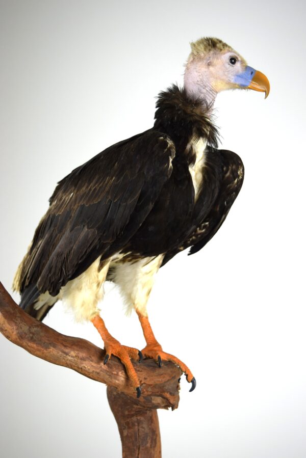 Taxidermy White-headed Vulture - Image 7