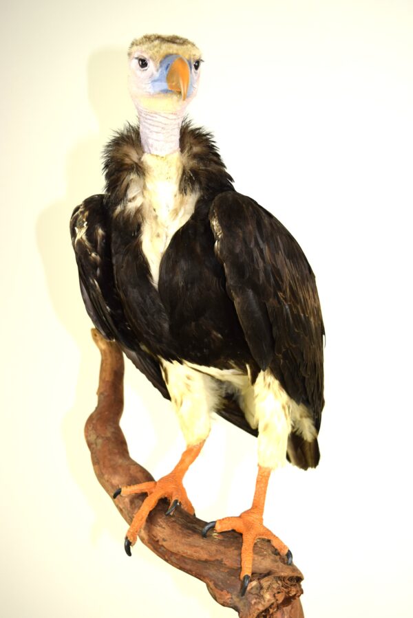 Taxidermy White-headed Vulture - Image 8