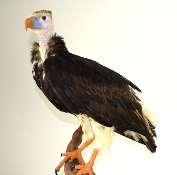 Taxidermy White-headed Vulture - Image 9