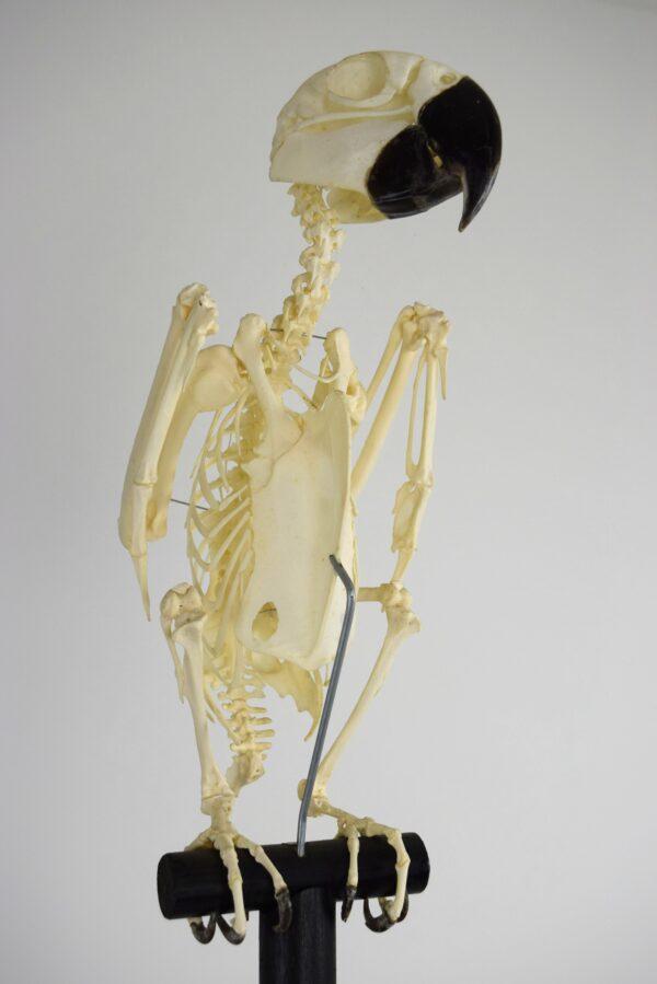 Skeleton Blue & Gold Macaw - Image 2