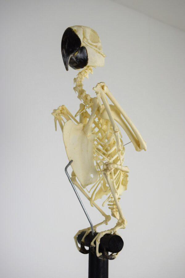 Skeleton Blue & Gold Macaw - Image 3