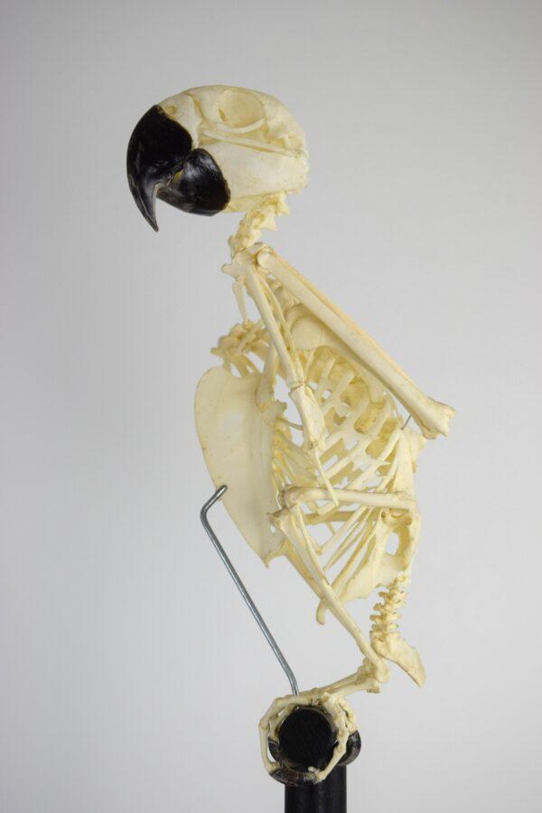 Skeleton Blue & Gold Macaw - Image 4