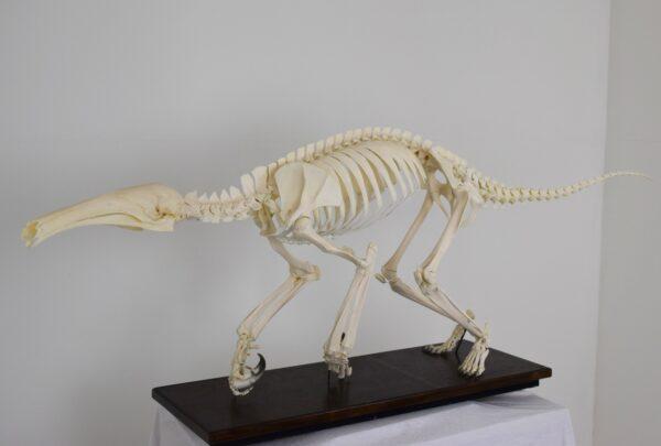 Skeleton Giant Anteater - Image 2
