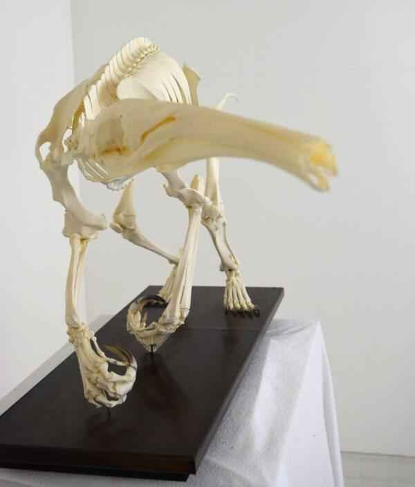 Skeleton Giant Anteater - Image 11
