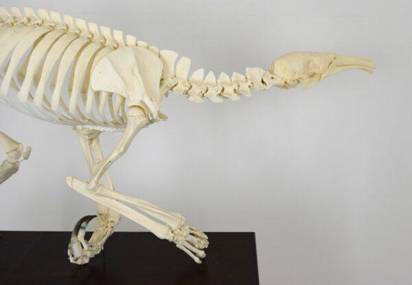 Skeleton Giant Anteater - Image 13