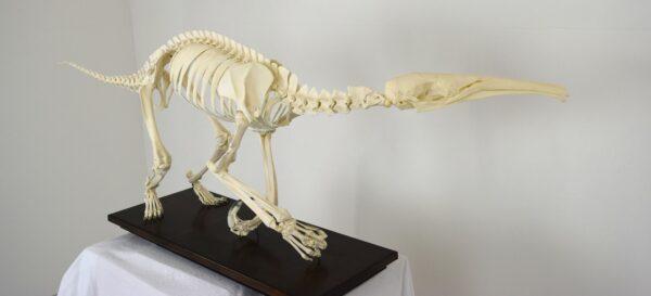 Skeleton Giant Anteater - Image 15