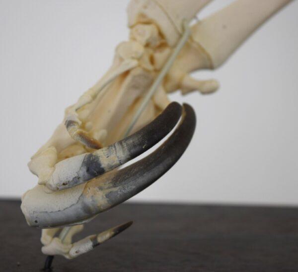 Skeleton Giant Anteater - Image 4