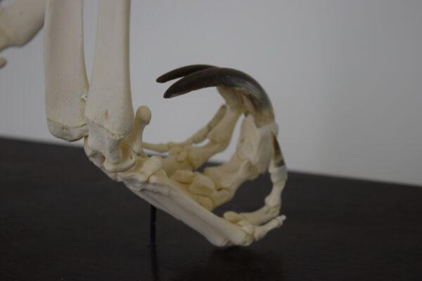 Skeleton Giant Anteater - Image 5