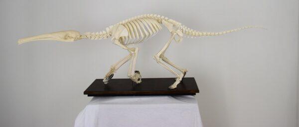 Skeleton Giant Anteater - Image 6