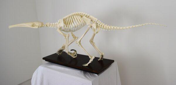 Skeleton Giant Anteater - Image 7