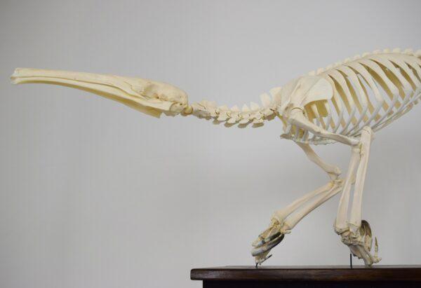 Skeleton Giant Anteater - Image 9