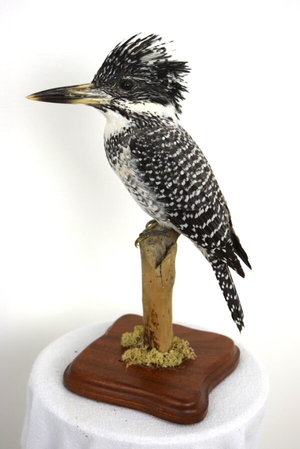 Taxidermy Chinese Crested Kingfisher